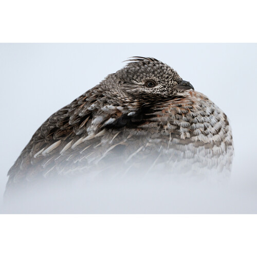 1705406545_IMG_1990373